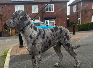 Cane Corso mix Stud