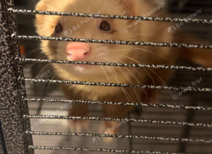 Ferret Hob and cage