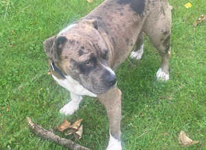 2yr old Female Staffy x American Bulldog