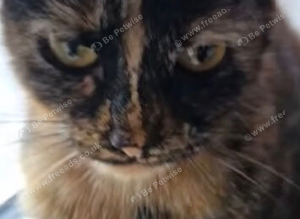 Missing cat