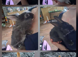 Lionhead mix babies.