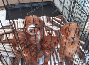 COCKAPOO PUPPYS FOR SALE F1B