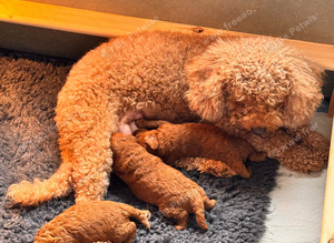 3 Cavapoochon boys