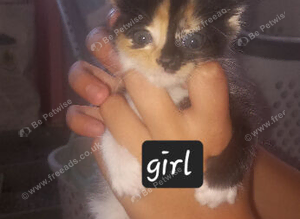 2 beautiful kittens females