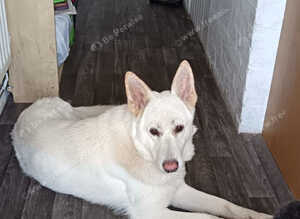 REHOME OUR BOY  -  WALSALL