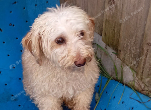 Cockapoodle