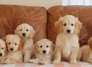 Beautiful Health Tested F1 Goldendoodle Puppies