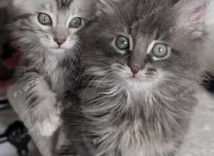 Two perfect brothers ready now