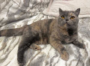 Beautiful GCCF registered active bsh female