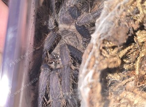 Female Chilobrachys sp. Aladdin