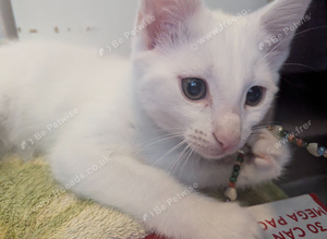 Reduced price-Deflea & Deworm & microchip included