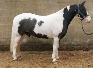 Very sweet 12.2hh cob