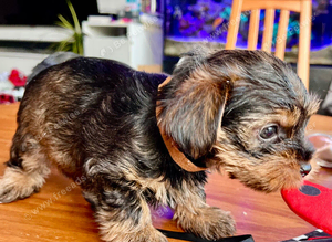 Yorkshire Terrier puppies - RESERVED