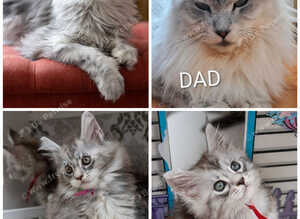 Ready NOW GCCF tabby champion line pure pedigree
