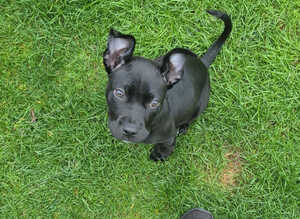 Alpha blue blood bulldog cross puppy - comes with all her things