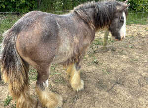Mini blue and strawbury roan Blagdon cob