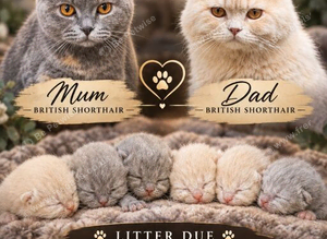 BSH/BLH Kittens Ready to Be Reserved
