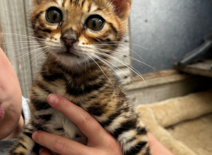 1 boy Bengal kitten