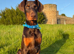 Friendly 6 months puppy looking for a forever home