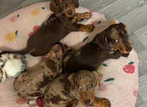 +*+*Outstanding KC Reg Miniature Dachshund Puppies - Ready Now*+*+