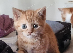 Mixed breed kittens