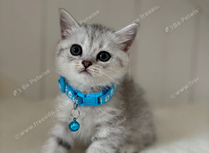Stunning Kittens GCCF