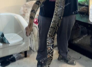 10 ft boa constrictor