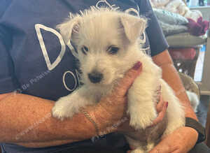 KC registered beautiful litter