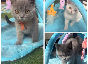 Scottish fold/blue british shorthair