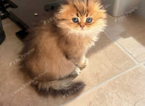 Teddy Bear Scottish / Persian cross Fold Kittens for Sale