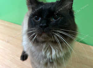 My beautiful ragdoll boy for stud!