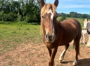 Chestnut Welsh D