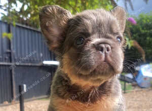 Beautiful French bulldogs