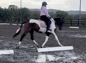 Fendi - 6 Year Old - Standardbred