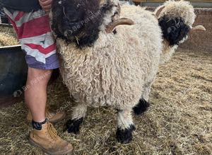 Stunning Maxim Valais Blacknose Shearling Ram