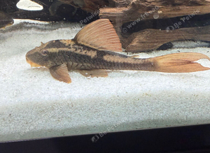 Rusty plecos pair