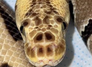 Ball python&rsquo;s reduced male and female