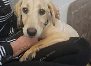 Labrador girl pup (willow)