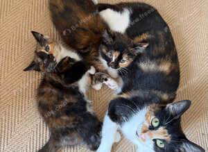 Kittens for sale