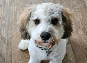 6 Month old Cockapoo