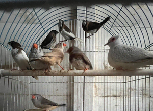 Finches & Dimond Doves