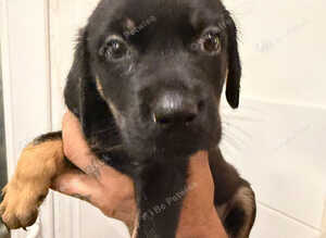 Rotador puppies for sale