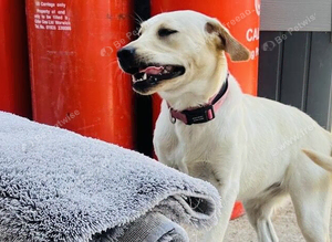 Labrador girl 8 months old