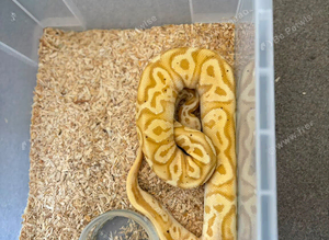Royal pythons