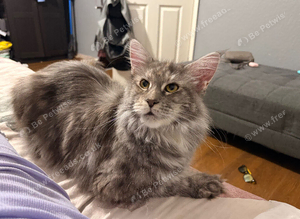 Sweet Laila looking for her forever home