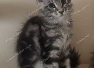 Maine Coon kittens