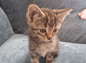 Beautiful tiny little girl. Ready now