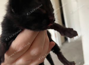 Newborn kittens for rehoming