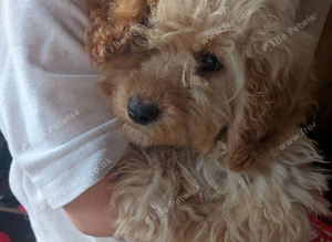 Apricot Cockapoo