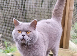 BSH for Stud champion lines